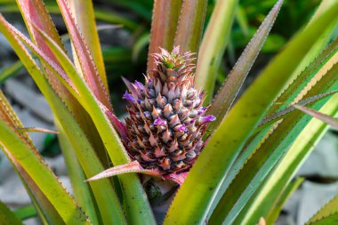 Asya tarlasında yetişmeye başlayan kırmızı bir ananas tomurcuğu.