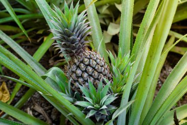 Asyalı bir köyün tarlasında yetişen olgun, sağlıklı bir ananas. tropik meyve