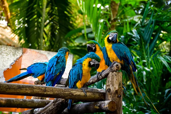 Bir Grup Mavi Sarı Renkli Papağan Tünekte Dikiliyor — Stok fotoğraf