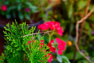 Yürüyen sopa çekirgesi, Phobaeticus serratipes bitkinin doğal arka planında..