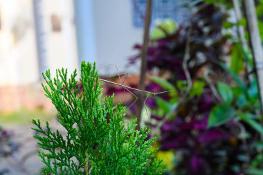 Yürüyen sopa çekirgesi, Phobaeticus serratipes bitkinin doğal arka planında..