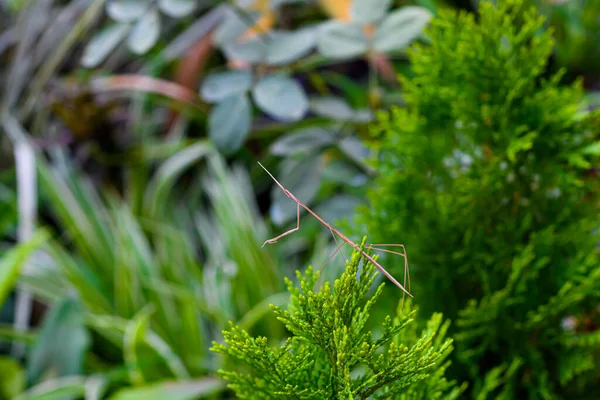 Walking Stick Insect Phobaeticus Serratipes Plant Met Natuurlijke Achtergrond — Stockfoto