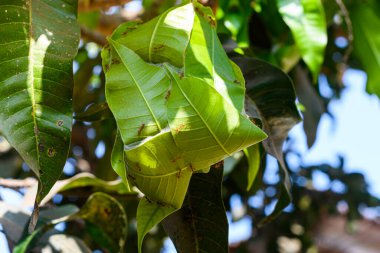 Ağaçta asılı yeşil yapraktan yapılmış kırmızı karınca yuvası