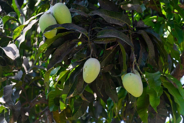 Ağaçta asılı duran mangolar doğal arka planda.