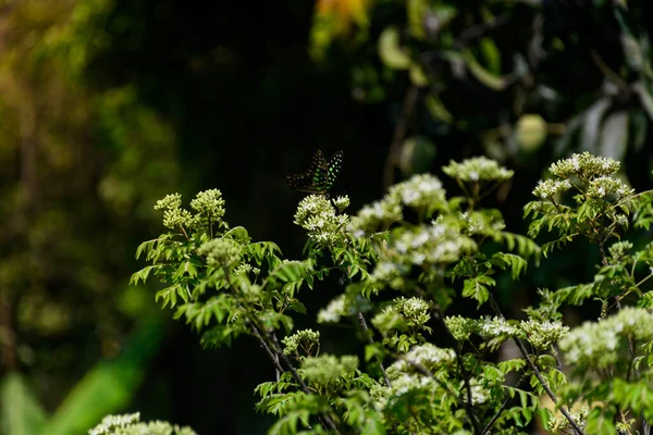Eine Nahaufnahme Eines Schönen Eichelhäher Schmetterlings Der Sich Garten Von — Stockfoto
