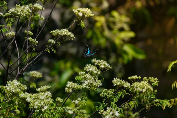 Common Jay Butterfly Flying Air Natural Background Selective Focus — Fotografia de Stock