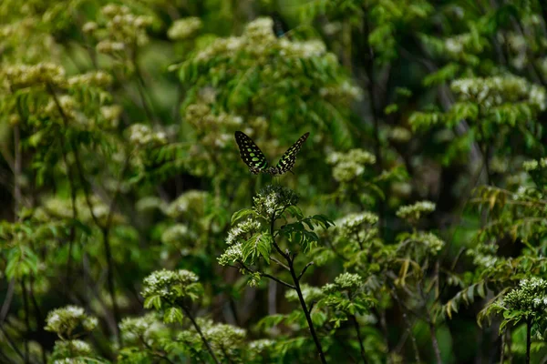 Close Shot Beautiful Tailed Jay Butterfly Feeding Flowers Garden Selective — Stock Photo, Image