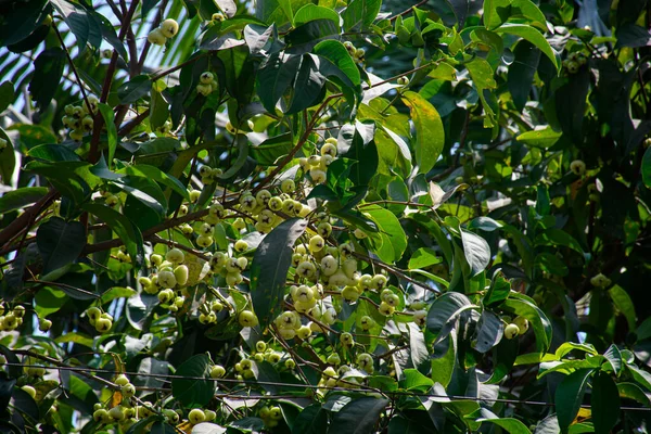 Wasseräpfel Früchte Hängen Baum Mit Natürlichem Hintergrund — Stockfoto