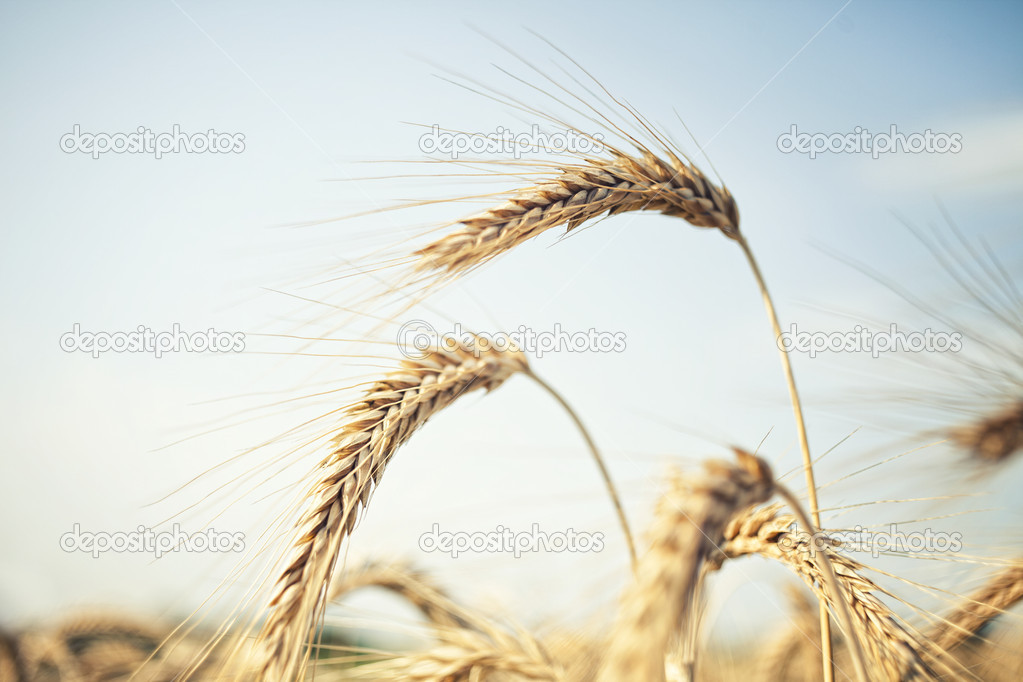Bunch of golden wheat