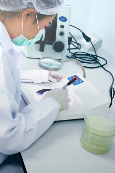 Culturing Microorganisms Microbiologist Scientist Counting Bacterial Colonies Lab Microorganism Biotechnology — Stock Photo, Image