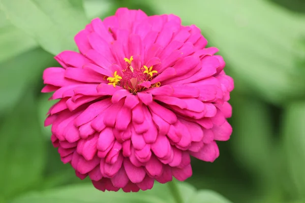 Güzel Parlak Pembe Bir Zinya Çiçek Bahçesinde Çiçek Açıyor — Stok fotoğraf