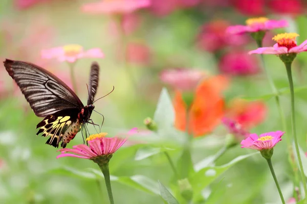 Insecte Papillon Coloré Animal Volant Sur Beau Jardin Été Champ — Photo