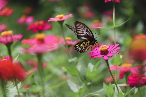 Insecte Papillon Coloré Animal Volant Sur Beau Jardin Été Champ — Photo