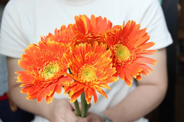 Piękny Pomarańczowy Gerbera Stokrotka Bukiet Ręku Wiosenny Letni Kwiat Kwitnący — Zdjęcie stockowe