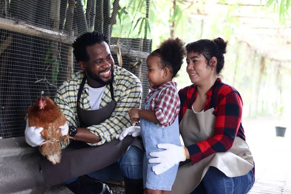 Happy farmer family work together in cattle, Asian mother, African father and black curly haired girl daughter raising backyard hens in chicken coop, family enjoy feeding chicken in farm.