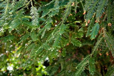 ladin yeşil dalları