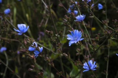 flowering of chicory bushes with blue flowers