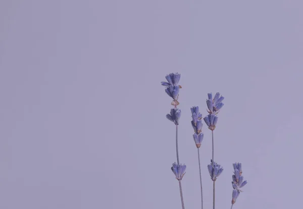 Rameaux Lavande Muets Avec Des Fleurs Violettes Sur Fond Très — Photo