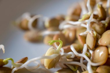 Mercimek filizleri yakın plan