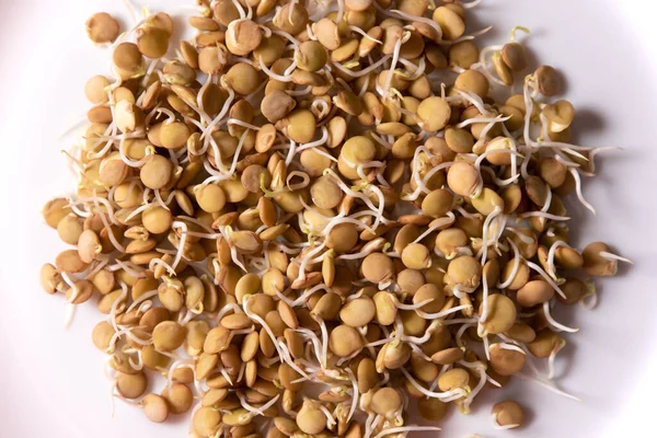 Lentil Seedlings Top View — Stock Photo, Image