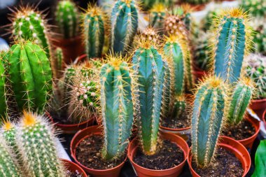 Cacti of different types on the counter of a flower shop. Trade in living plants in the wholesale and retail network. Close-up