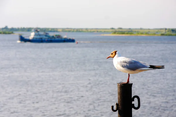 Seagull Sits Metal Pole Background Embankment Passing Ship Foreground — Stok Foto