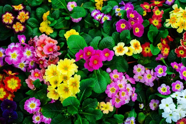 Muchas Flores Onagra Diferentes Colores Tamaños Marco Puesta Plana — Foto de Stock