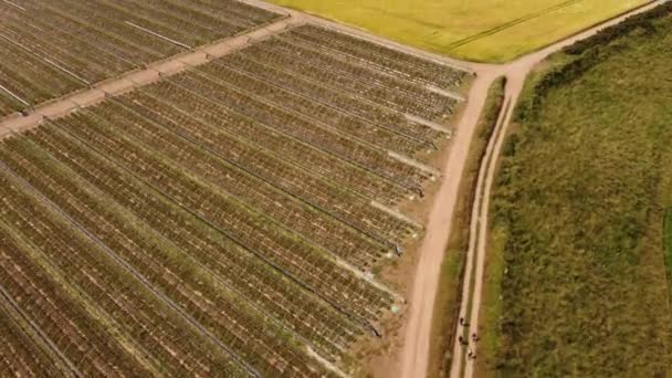 Drone Vista Los Campos Escoceses Día Soleado Verano Vista General — Vídeos de Stock