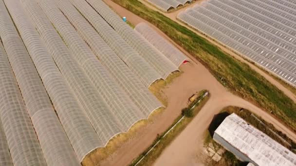 Vue rapprochée depuis un drone de serres à fraises. — Video