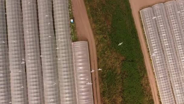 Drone view of berry greenhouses with flying birds. — стоковое видео