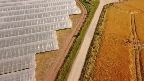 Une belle vue de drone d'une ferme de fraises en Écosse sur le rivage de la mer. — Video