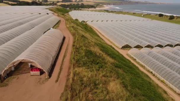 Vue par drone d'une ferme de baies sur le bord de la mer. avec serres à fraises. — Video