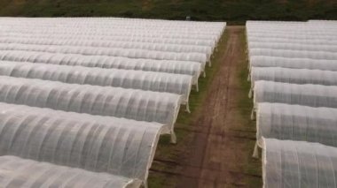İHA görüntüsü. Doğu İskoçya 'daki seralarda çilek tarlaları.