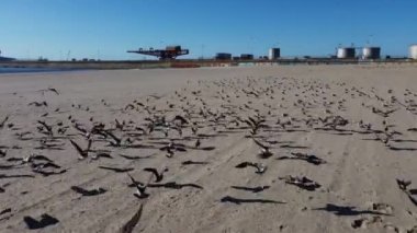 Ritim olarak yükselen martıların Drone görüntüsü Praia de Matosinhos.