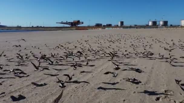 Drone view of rhythmically soaring seagulls Praia de Matosinhos. — Stockvideo