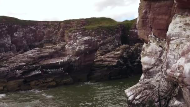 Drone footage of the Arbroath Cliffs, seagulls circling over the cliffs. — 비디오