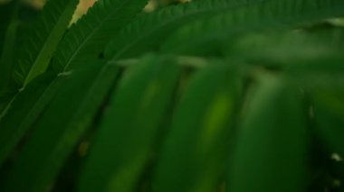 Yazın güneşli bir havada büyük bir fasulye ağacının detaylı görüntüsü. Parlak yeşil yaprakların güzel deseni.