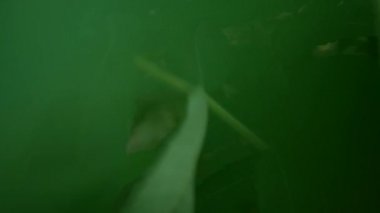 Yeşillik çimlerin arasında çekim yapmak. Yapraklar tüy şeklindedir ve gövdenin her iki tarafında bulunur..