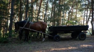 Bir at takımı ormanın gölgesinde dinleniyor. Güneş ışınları yaz ormanlarında sızıyor..