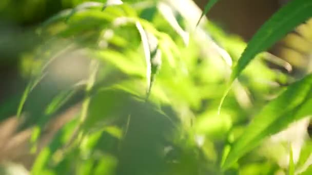 Fotografar Perto Das Folhas Frescas Planta Luz Solar Visível Através — Vídeo de Stock