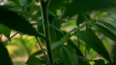 Genç bir dişbudak ağacının çalılıklarıyla karışık yeşil yapraklar. Güzel doğal yeşil desen, çeşitli arka planlar için uygun ve doğa çekimleri için..