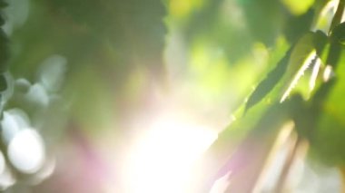 Güneş ışığının arka planında büyük yapraklı bir çiçeğin makro fotoğrafçılığı. Doğal arkaplanın güzel görüntüleri.