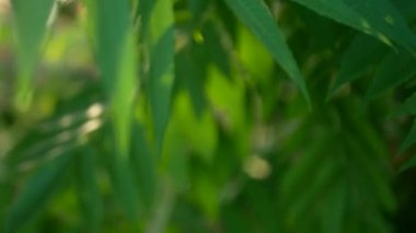 Yaz aylarında bol yeşillikli sumac yaprakları. Odak noktası sadece yeşil yaprakların kendisi. Çerçevedeki nesnelerin geri kalanı bulanık..