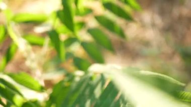 Sumac yapraklarının yeşilliği içinde oldukça hızlı kablolama. Sadece yeşilliklere odaklan. Toprak ve gövdeler yıkandı..