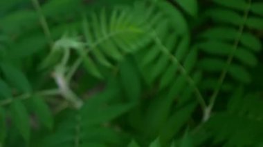 Süslü bir sumac bitkisinin güzel doymuş yaprakları. Güzel, doğal, parlak yeşil arka plan.