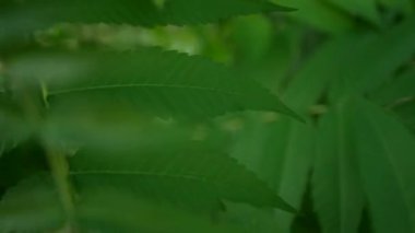 Hafif bir rüzgardan sallanan yaprakları olan genç çalılar. Yaprak detaylarıyla güzel doğal arkaplan.