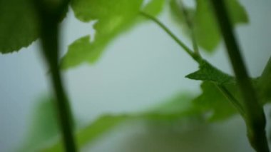 Kalın yapraklı ve yeşil meyveli bir üzüm bağının detaylı görüntüsü. Çerçevenin başlıca vurgusu büyük üzüm yaprakları ve meyve yumurtalıkları üzerindedir..