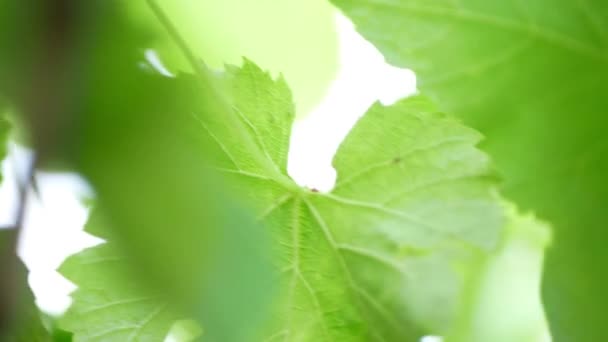 Макро Знімок Молодих Виноградників Маленькому Винограднику Рамці Можна Побачити Молодий — стокове відео