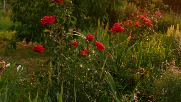 Yağmurda Kırmızı Güller Diğer Çiçeklerle Bir Çiçek Tarlası Vurmak Sıcak — Stok video