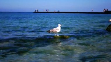 Okyanus sularıyla çevrili bir taşın üzerinde bir martı oturuyor. Bulutlu bir havada, arka planda bir rıhtımla çekilmiş..